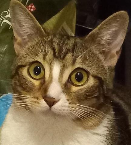 Joanie, Adoptable, Kitten Female Domestic Short Hair.