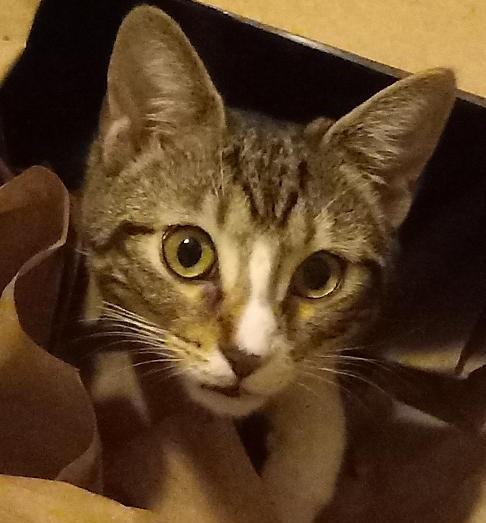 Joanie, a Adoptable Domestic Short Hair in Garrett Park, MD image 2/6