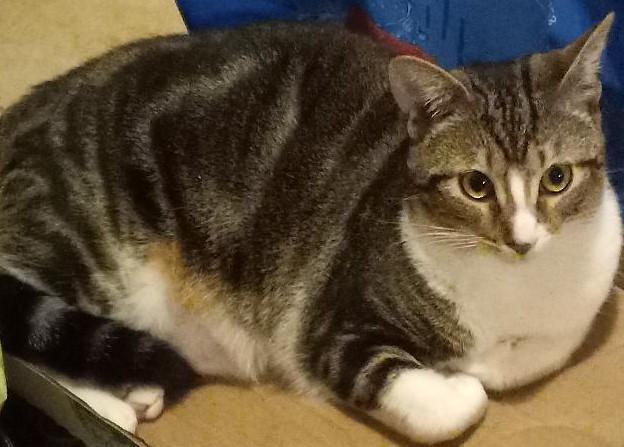 Enlarge Joanie, a Adoptable Domestic Short Hair in Garrett Park, MD image 2/6