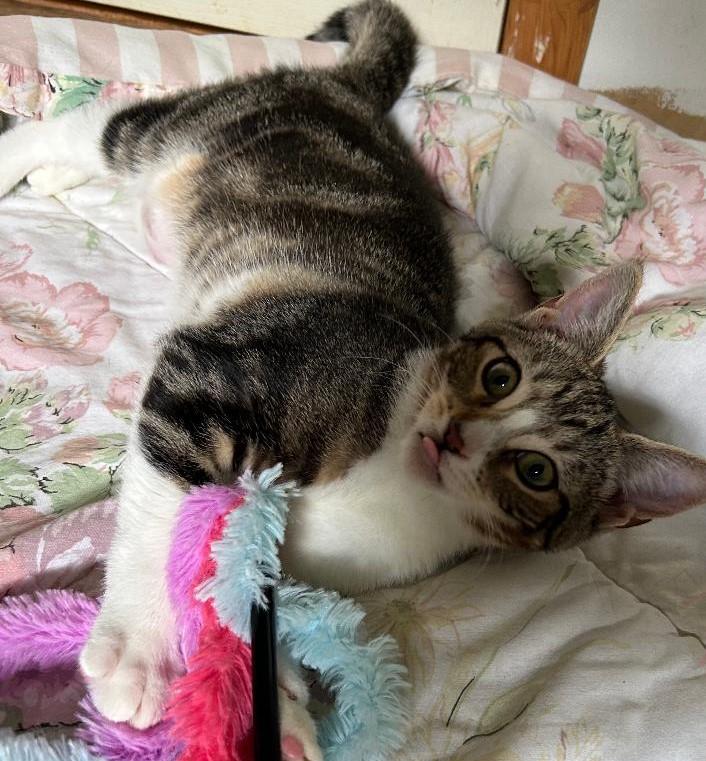 Enlarge Joanie, a Adoptable Domestic Short Hair in Garrett Park, MD image 4/6