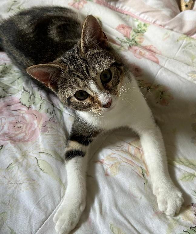 Enlarge Joanie, a Adoptable Domestic Short Hair in Garrett Park, MD image 5/6