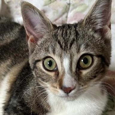 Joanie, a Adoptable Domestic Short Hair in Garrett Park, MD image 4/6