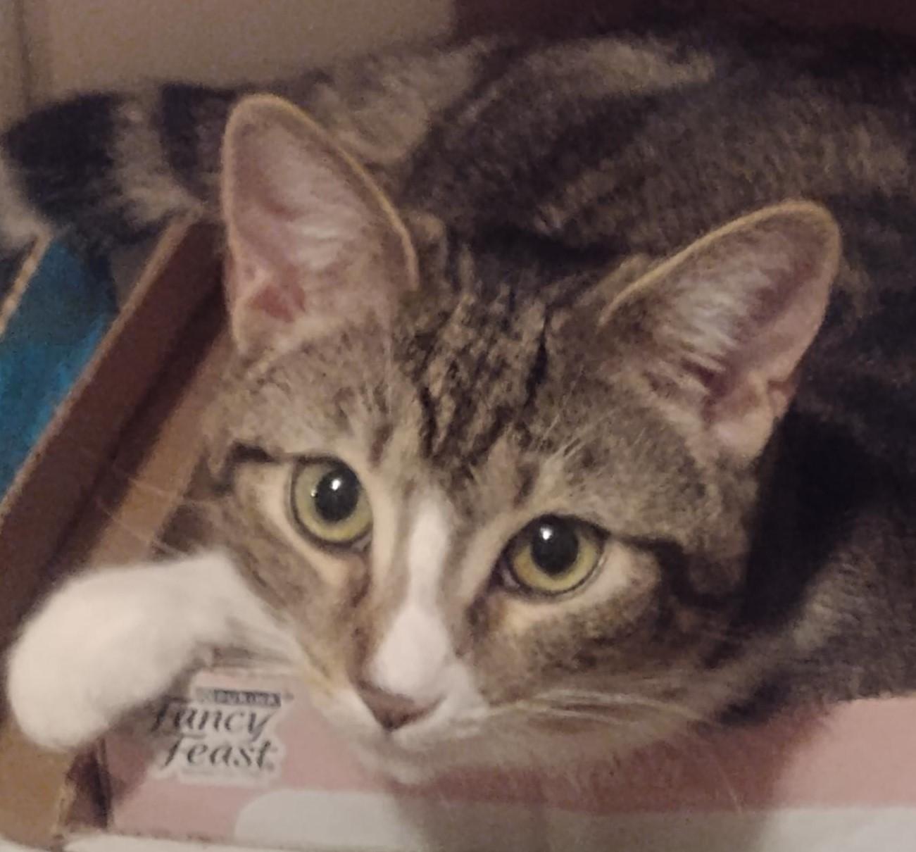 Joanie, a Adoptable Domestic Short Hair in Garrett Park, MD image 3/6