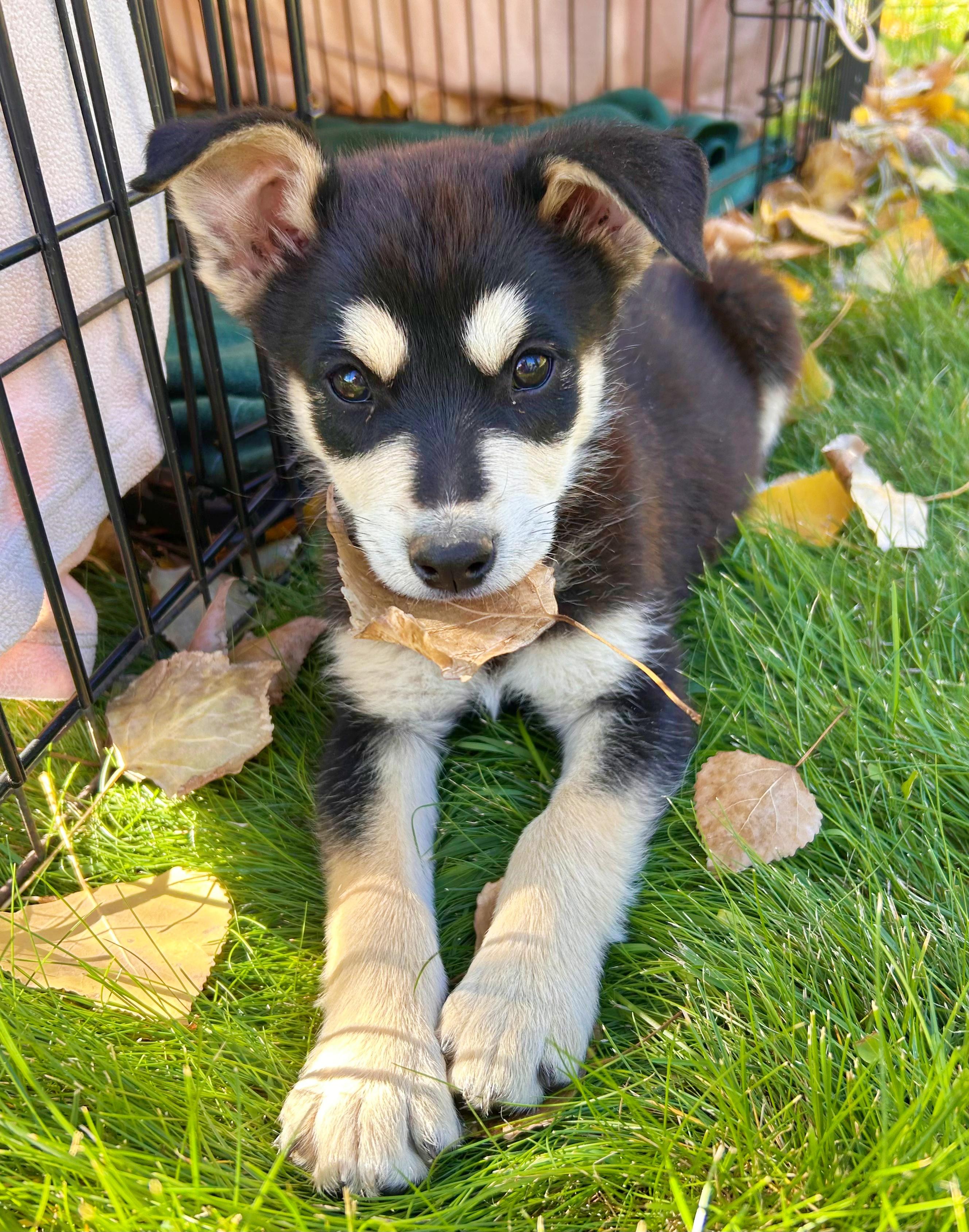 Georgia, a Adopted mixed breed in Durango, CO image 1/2