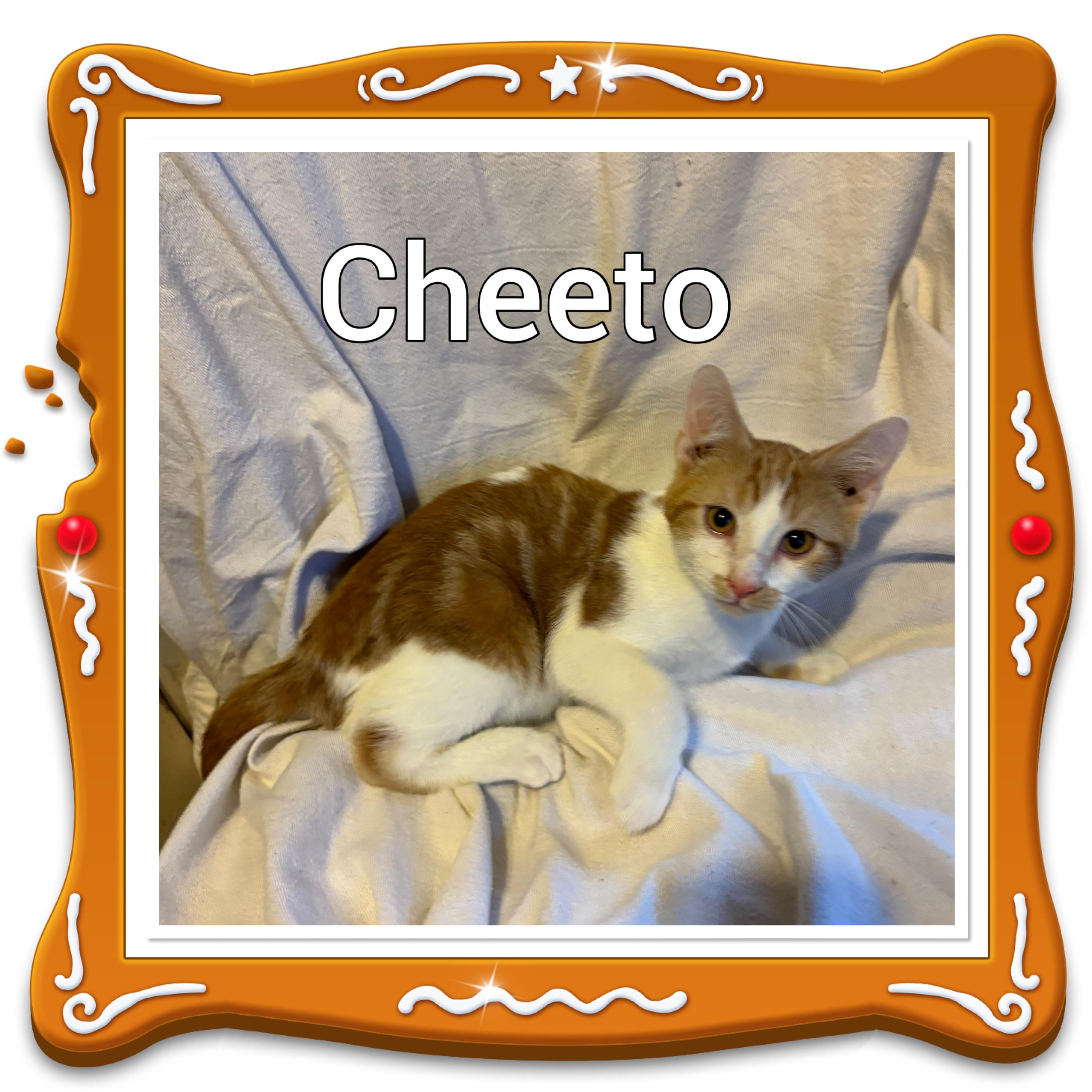 Enlarge Cheeto, a ADOPTABLE Tabby in Lebanon, MO image 1/1