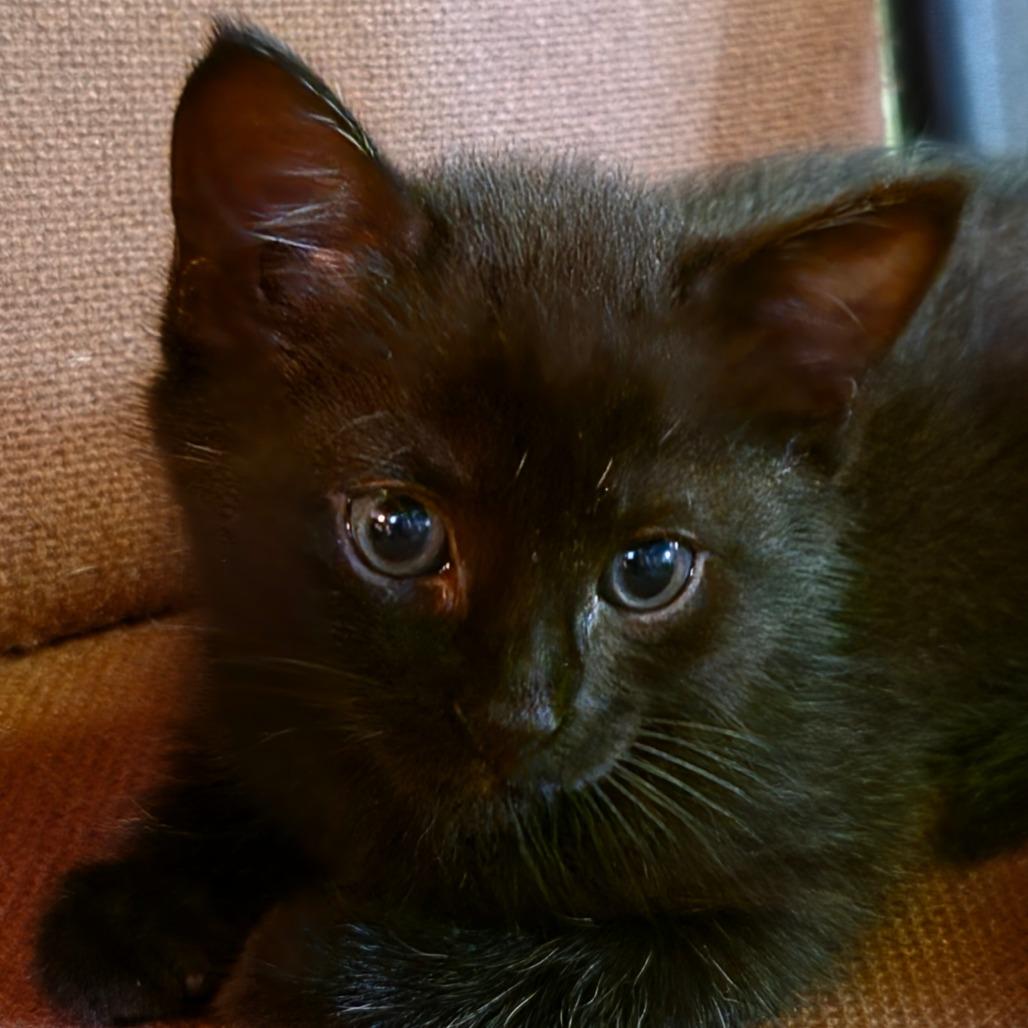 Ivy, Adoptable, Kitten Female Domestic Short Hair.