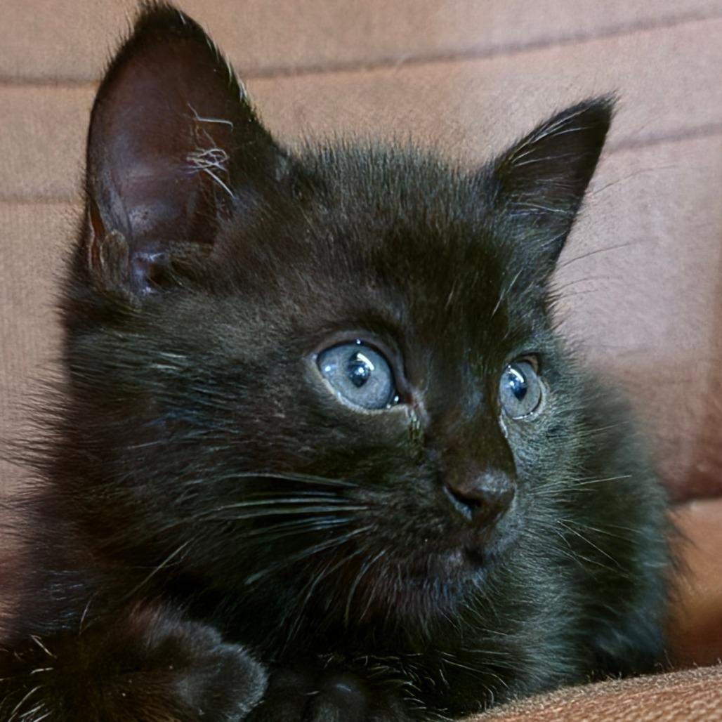 Enlarge Ivy, a Adoptable Domestic Short Hair in Canton, NC image 3/4