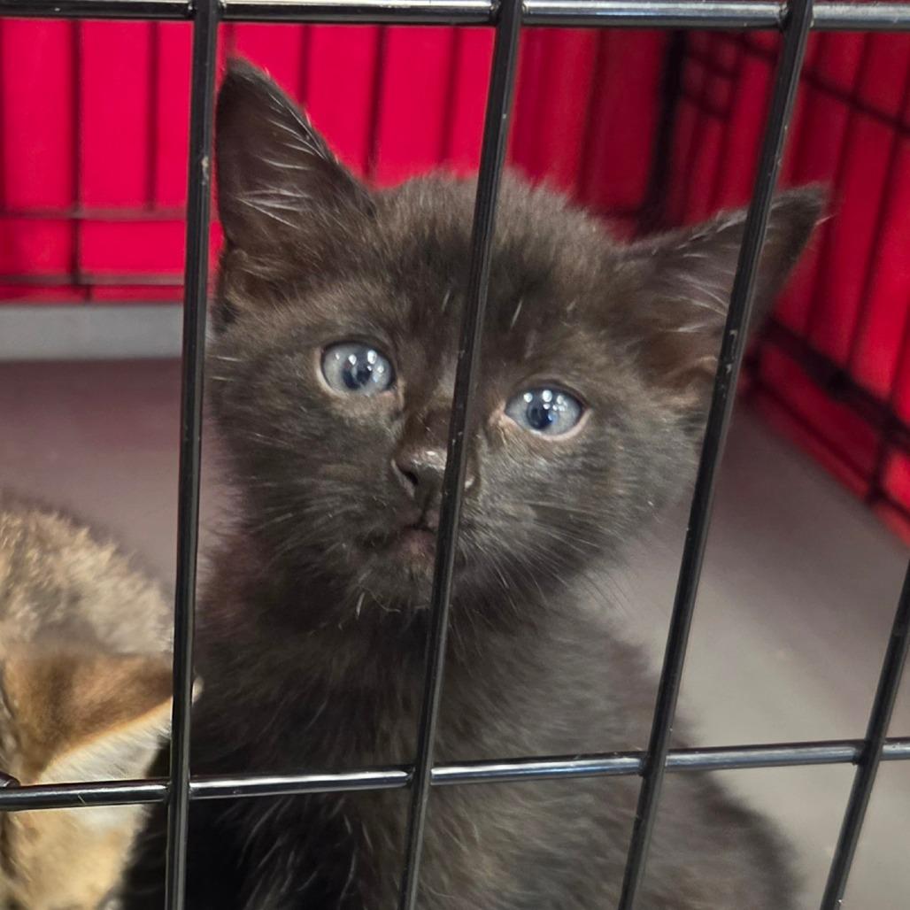 Enlarge Ivy, a Adoptable Domestic Short Hair in Canton, NC image 4/4