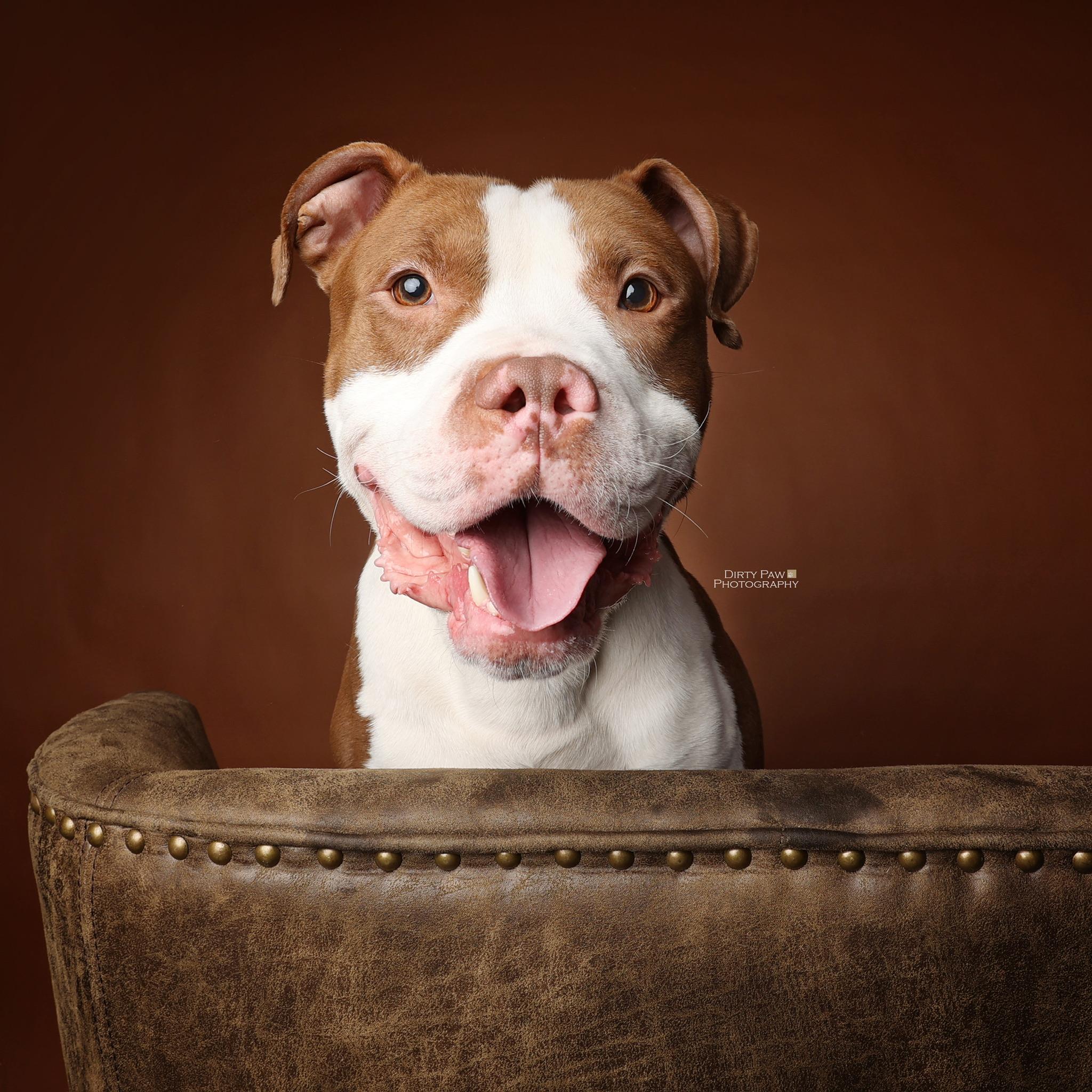 Enlarge Malcolm, a Adoptable mixed breed in Alexandria, VA image 1/5