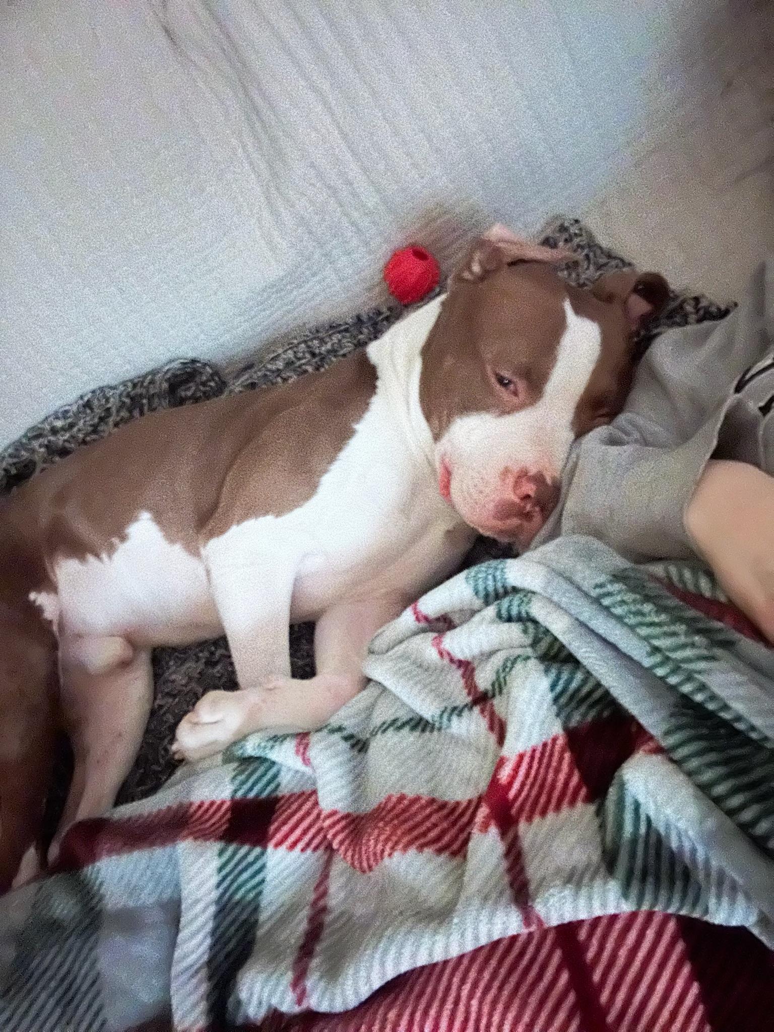 Enlarge Malcolm, a Adoptable mixed breed in Alexandria, VA image 4/5