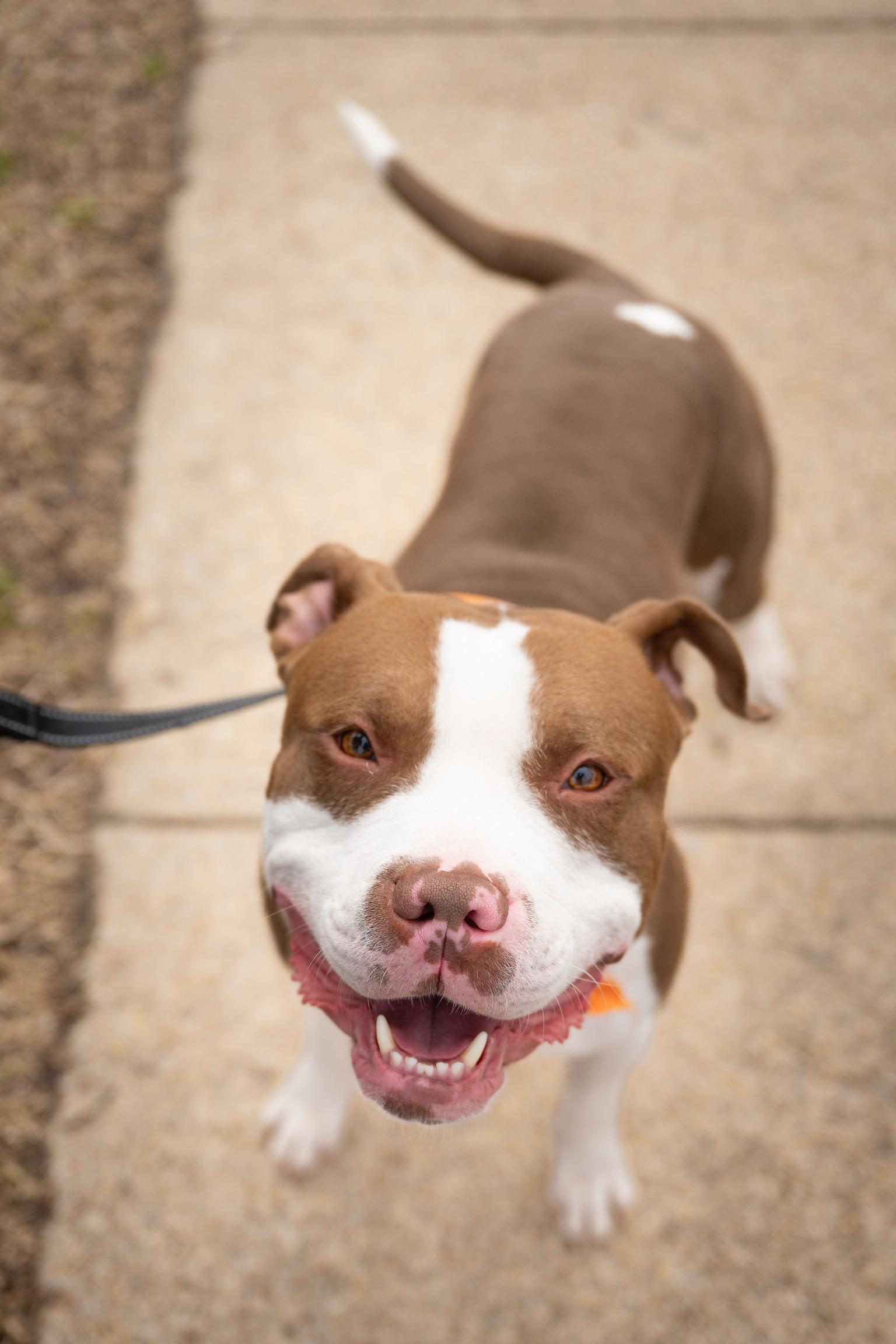 Enlarge Malcolm, a Adoptable mixed breed in Alexandria, VA image 6/6