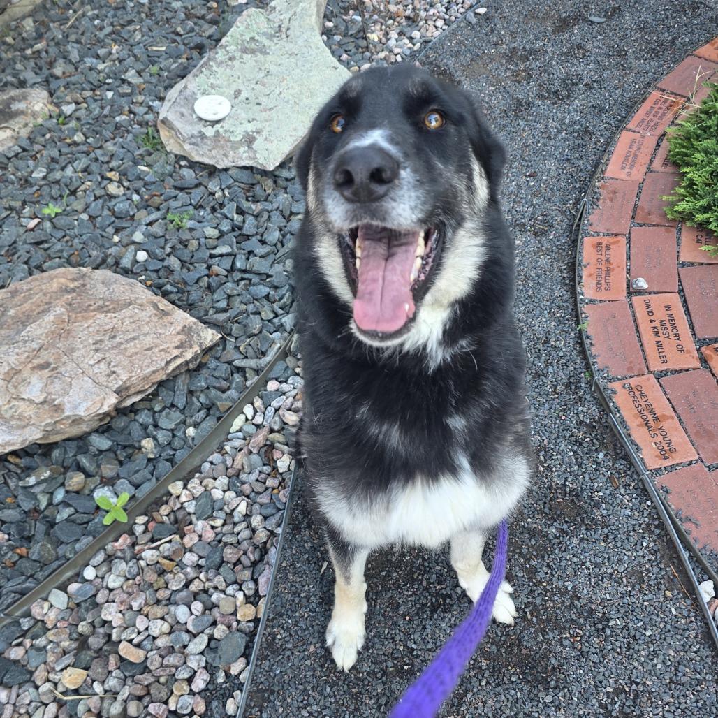 Antuane, Adoptable, Adult Male Siberian Husky & German Shepherd Dog.