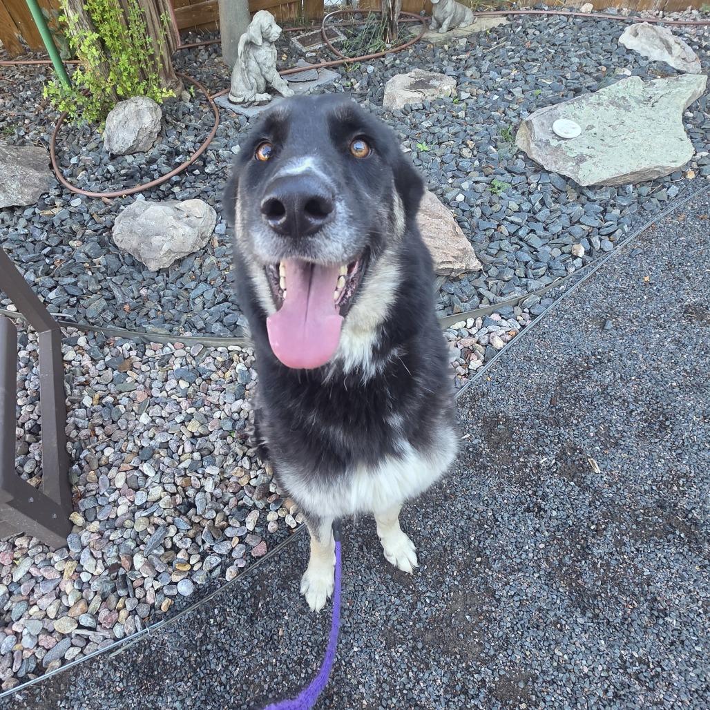 Enlarge Antuane, a Adoptable mixed breed in Cheyenne, WY image 2/3