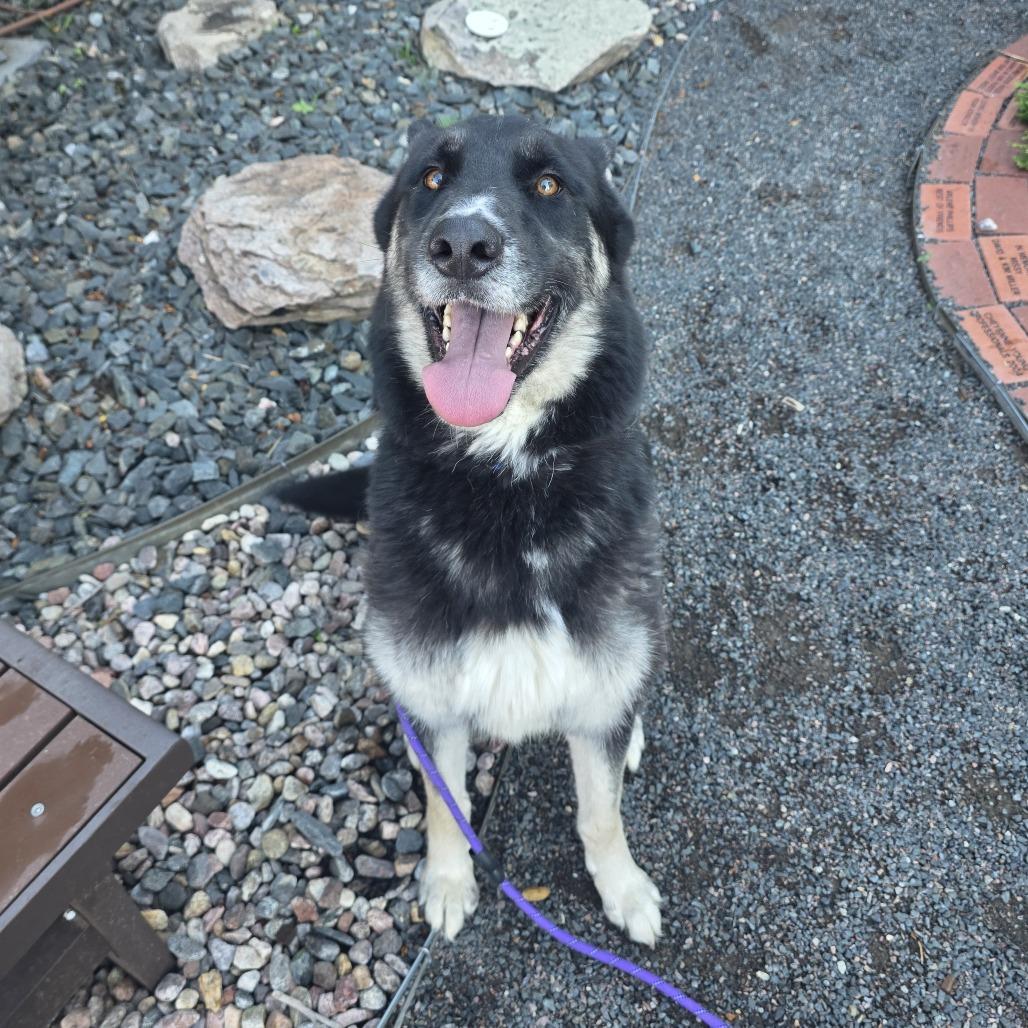 Enlarge Antuane, a Adoptable mixed breed in Cheyenne, WY image 3/3