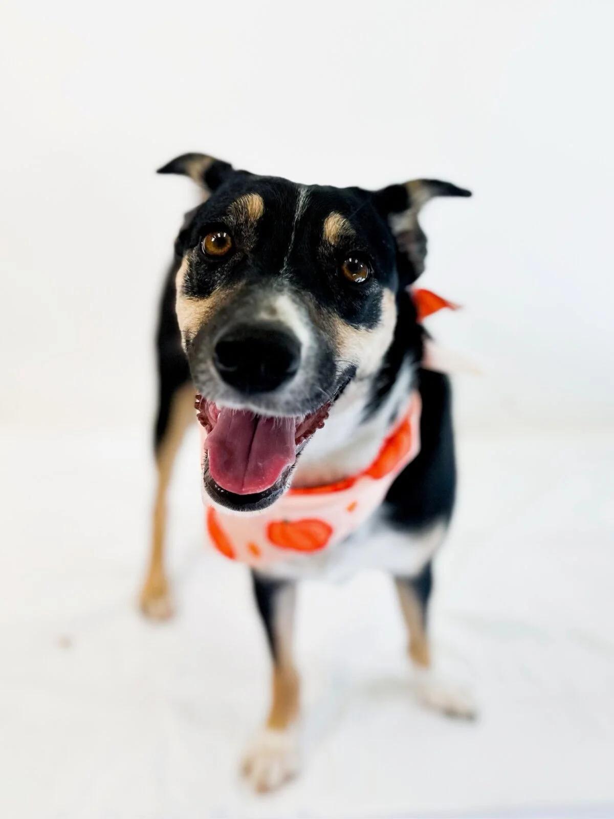 Laurel, Adoptable, Adult Female Shepherd.