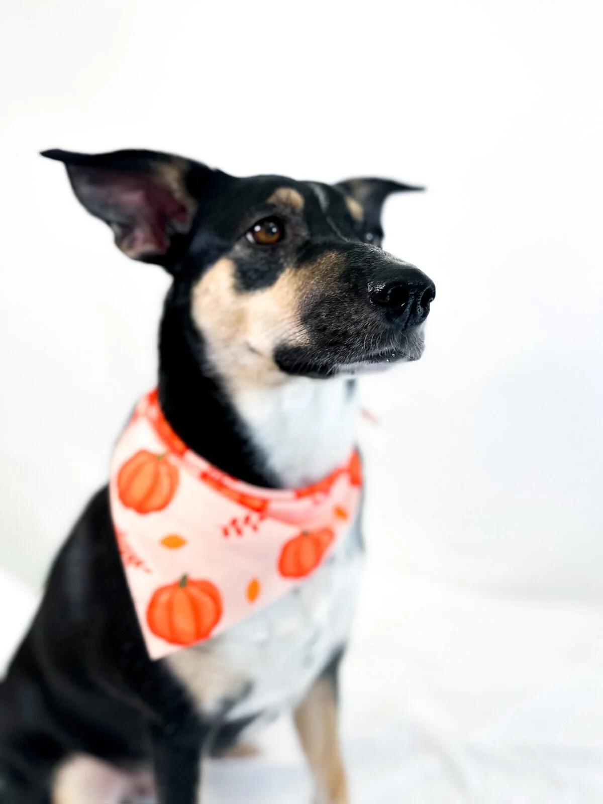 Laurel, a Adoptable mixed breed in Bixby, OK image 2/5