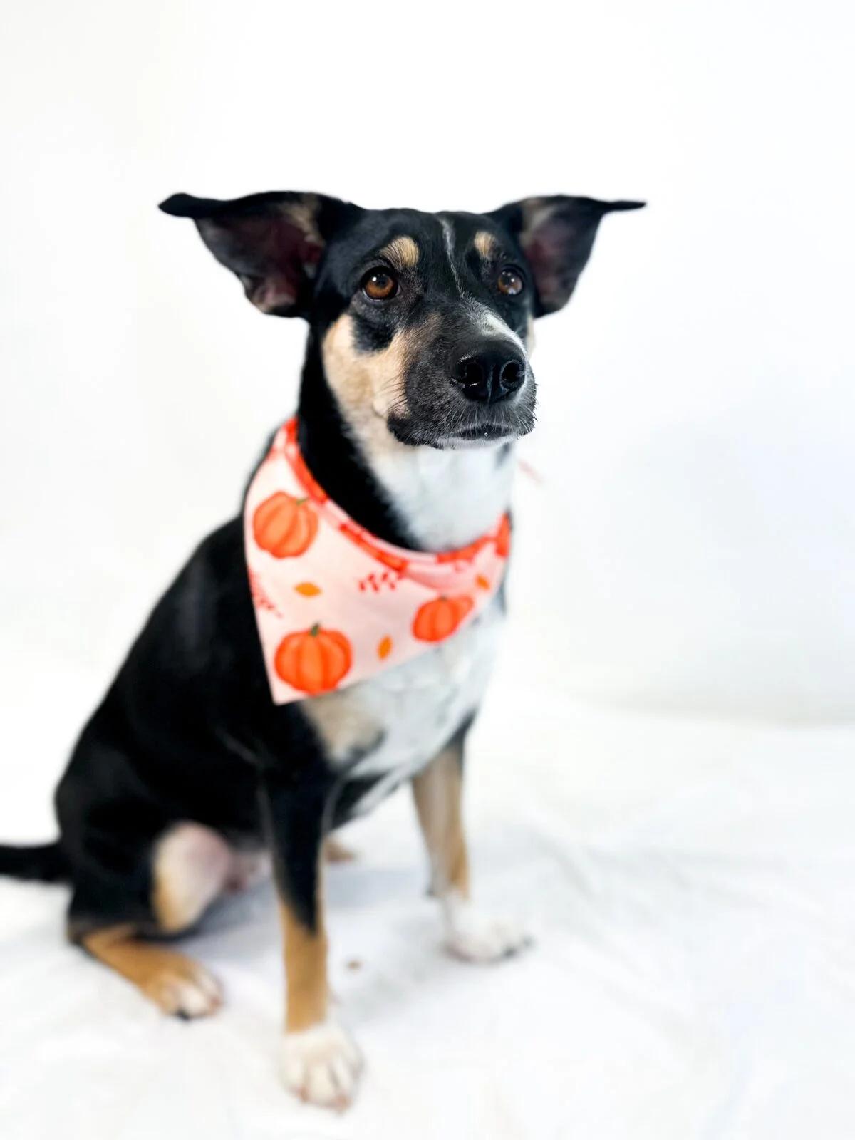 Laurel, a Adoptable mixed breed in Bixby, OK image 3/5