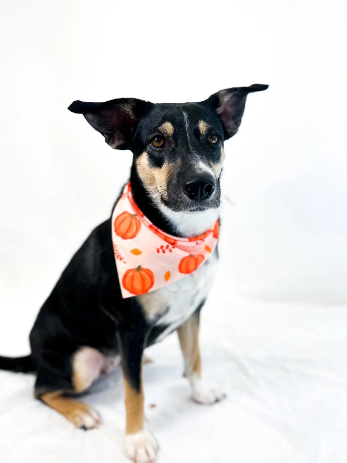 Laurel, a Adoptable mixed breed in Bixby, OK image 4/5