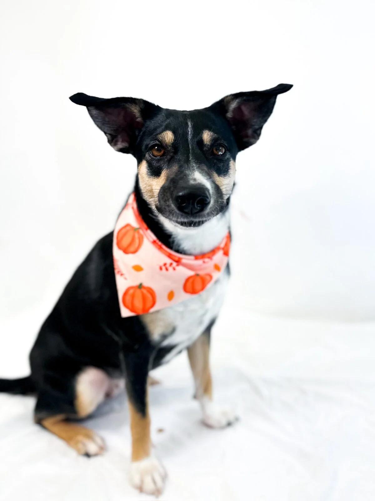 Laurel, a Adoptable mixed breed in Bixby, OK image 5/5