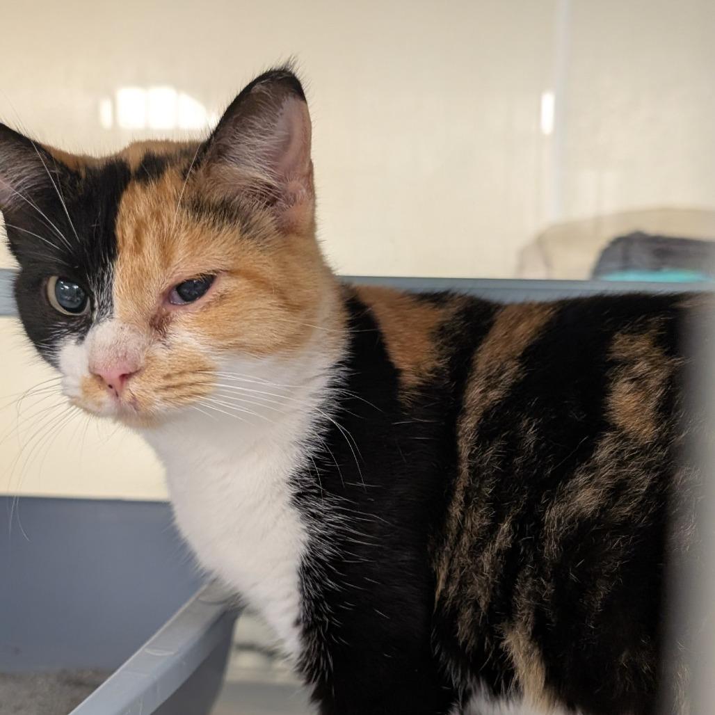 GS Cat 10/Callie, Adoptable, Adult Female Domestic Short Hair.