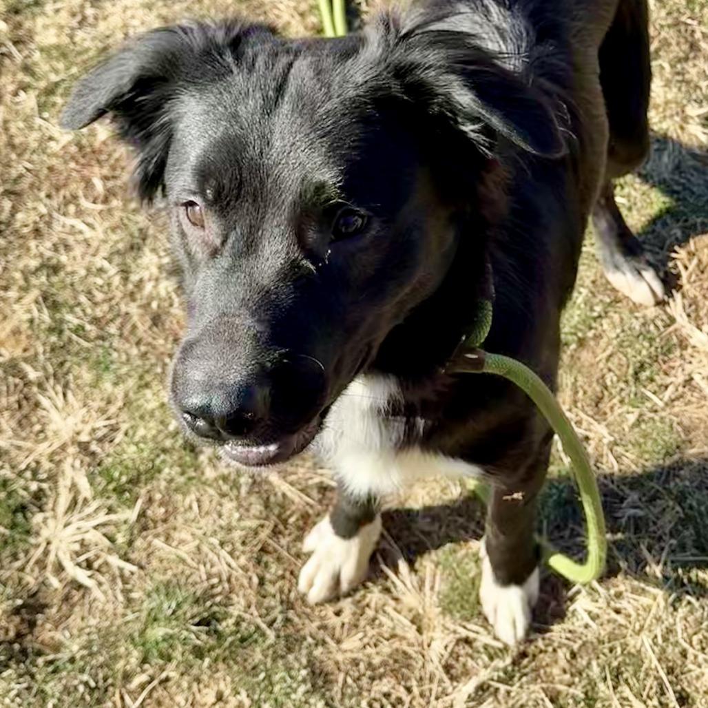 Enlarge Princeton, a Adoptable Mixed Breed in Marshall, VA image 1/6