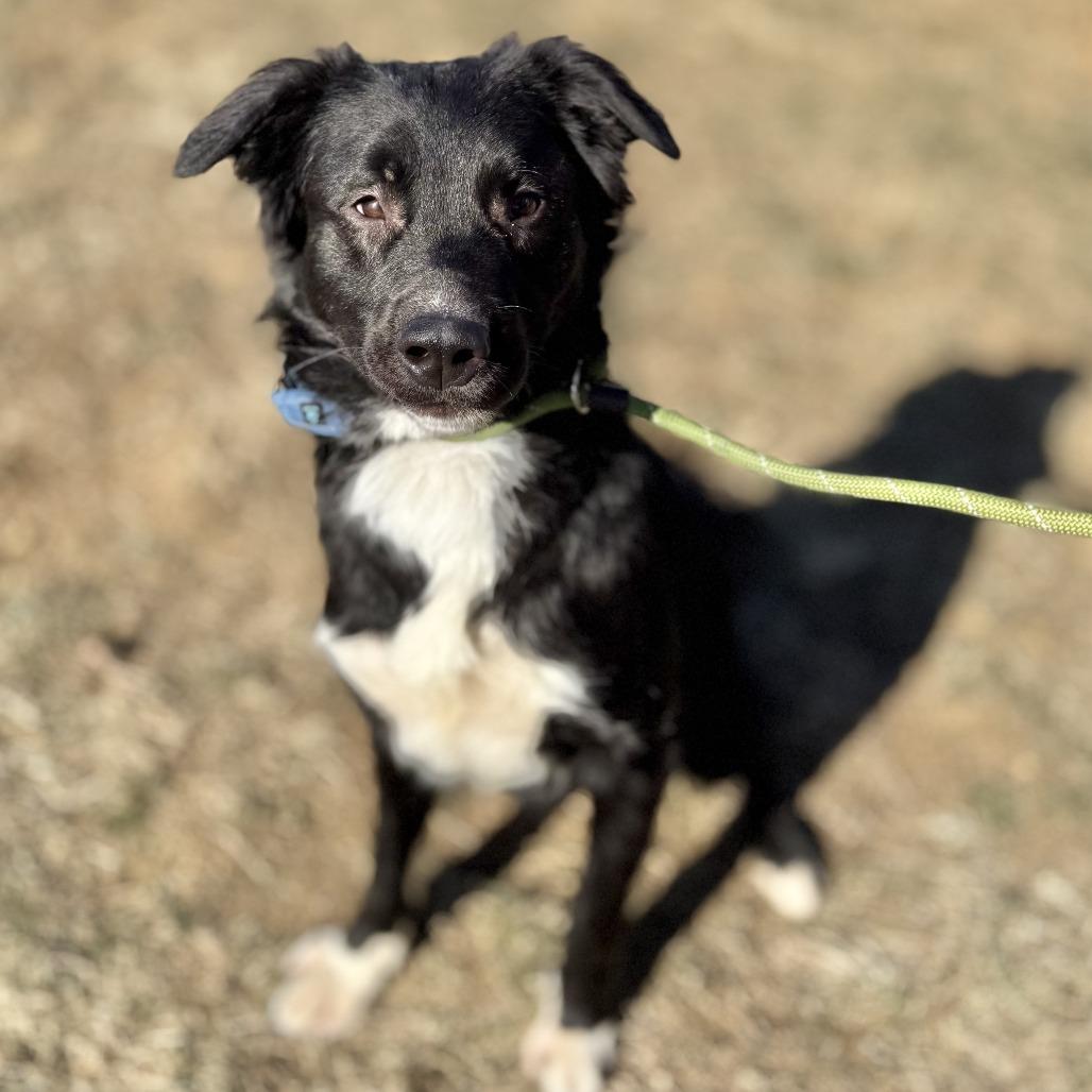 Enlarge Princeton, a Adoptable Mixed Breed in Marshall, VA image 2/6