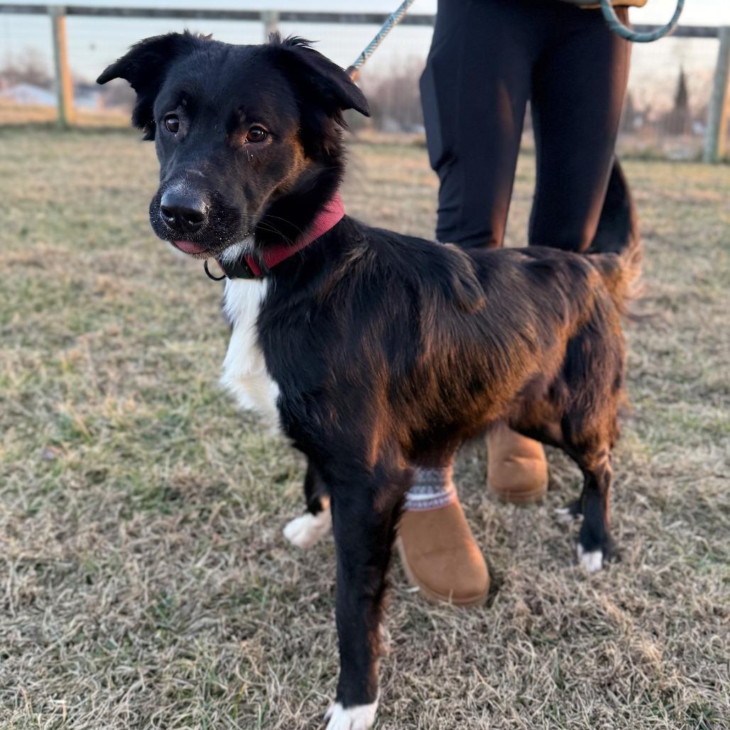 Enlarge Princeton, a Adoptable Mixed Breed in Marshall, VA image 3/6