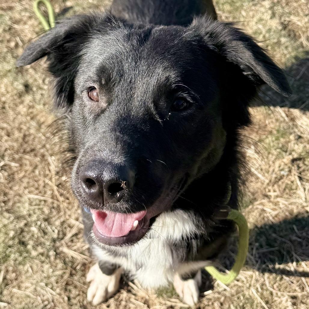 Enlarge Princeton, a Adoptable Mixed Breed in Marshall, VA image 4/6