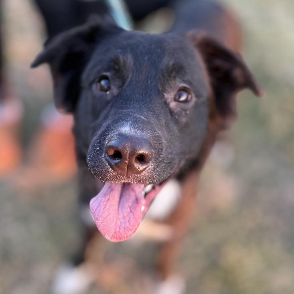 Enlarge Princeton, a Adoptable Mixed Breed in Marshall, VA image 5/6