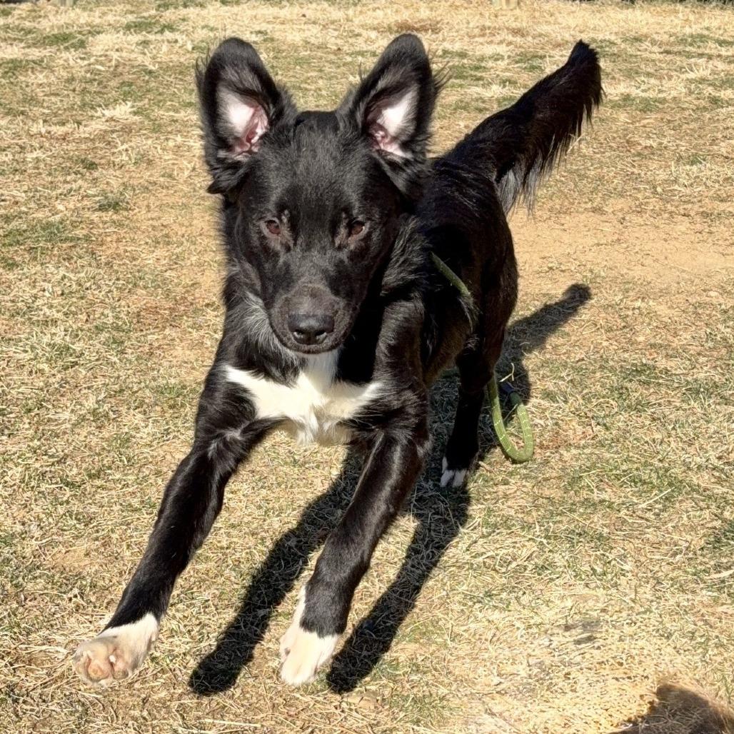 Enlarge Princeton, a Adoptable Mixed Breed in Marshall, VA image 6/6