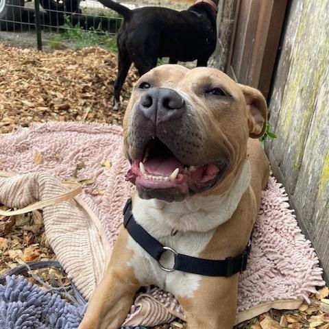 Enlarge Taz, a Adoptable mixed breed in Half Moon Bay, CA image 5/5