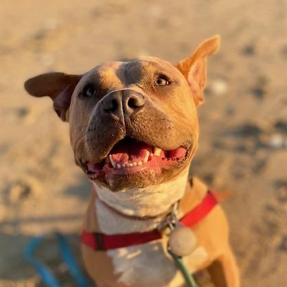 Enlarge Taz, a Adoptable mixed breed in Half Moon Bay, CA image 3/5