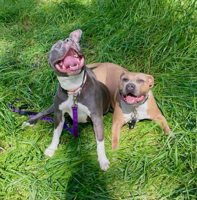 Enlarge Taz, a Adoptable mixed breed in Half Moon Bay, CA image 2/5