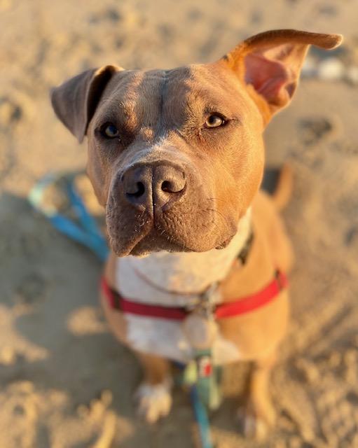 Enlarge Taz, a Adoptable mixed breed in Half Moon Bay, CA image 4/5