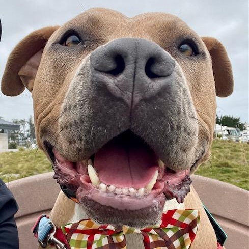 Enlarge Taz, a Adoptable mixed breed in Half Moon Bay, CA image 1/5