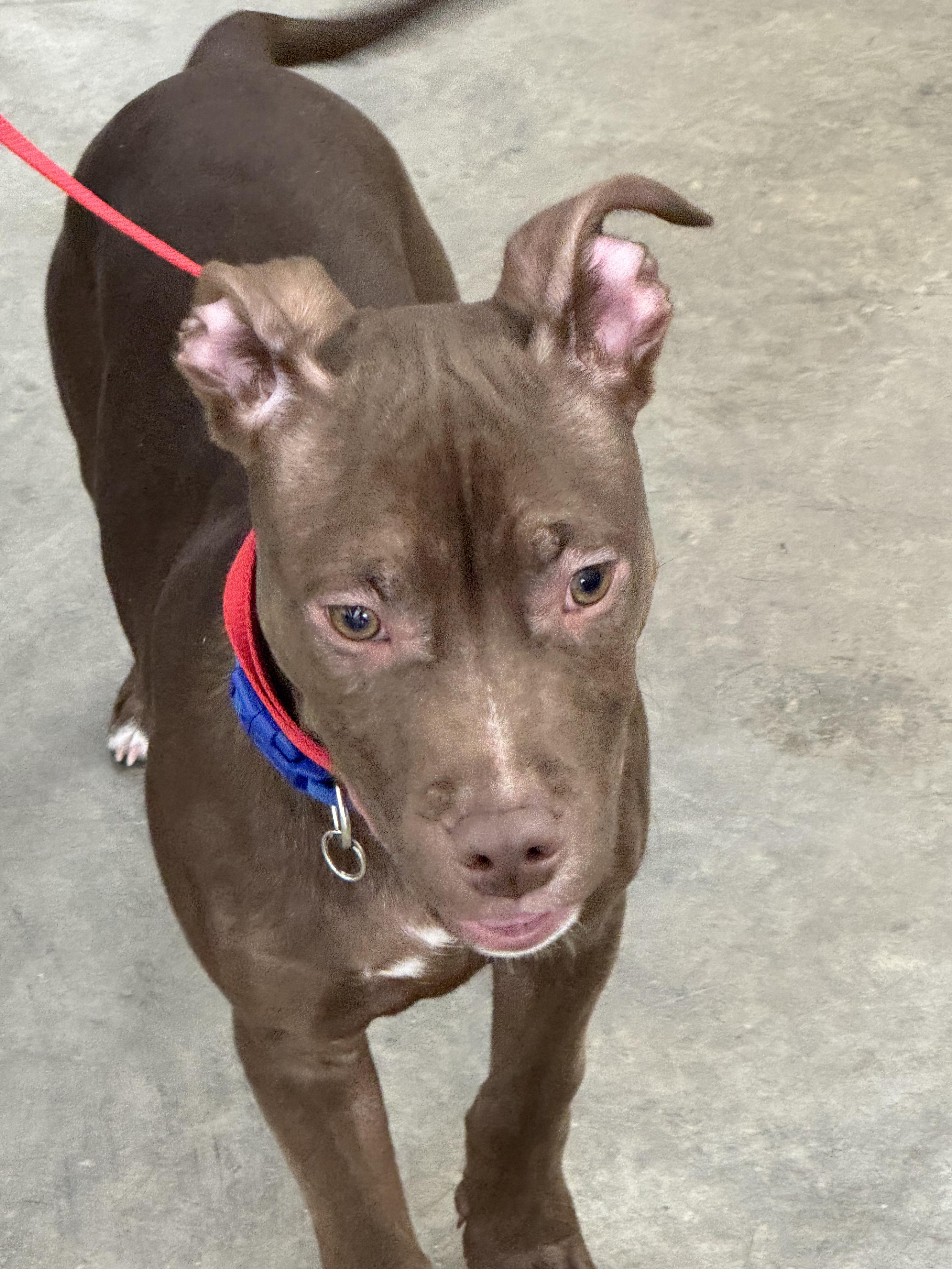 Enlarge Colby, a Adoptable mixed breed in Logansport, IN image 2/3