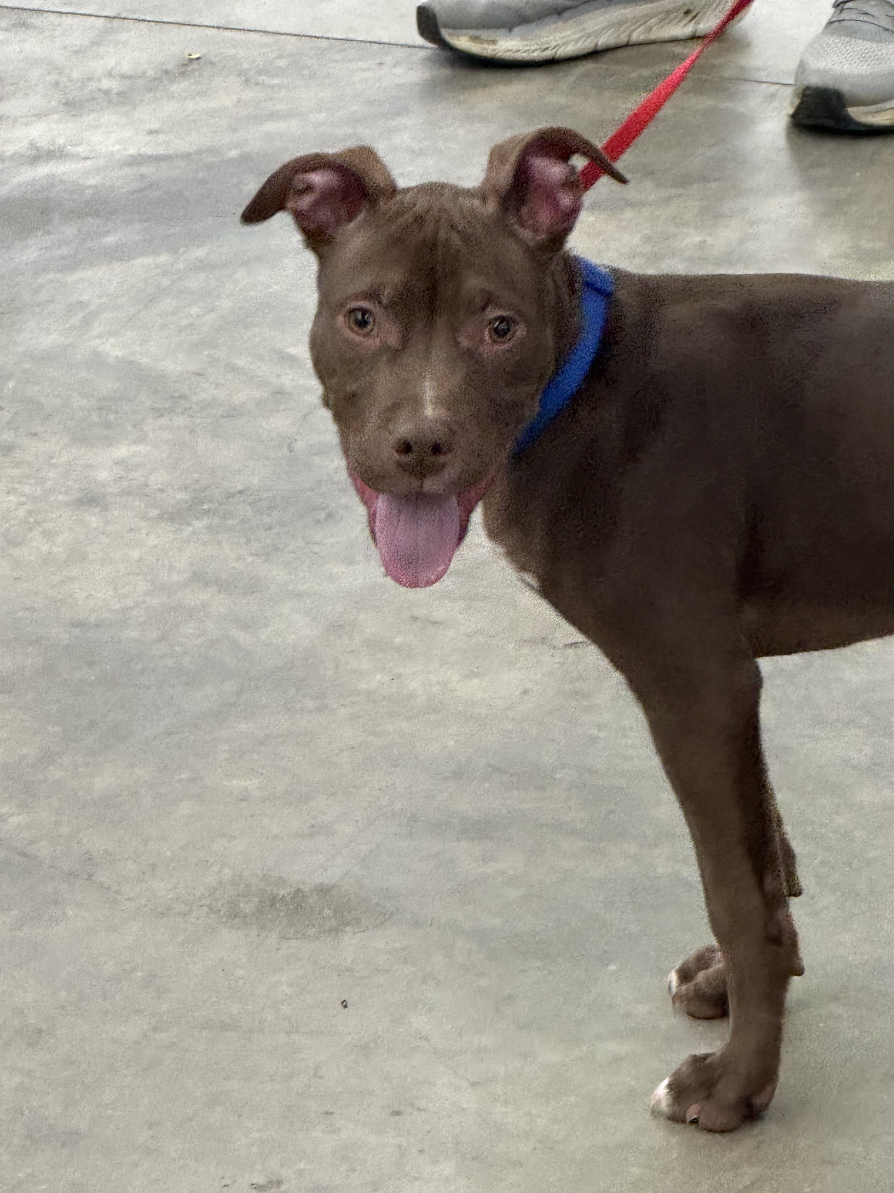 Enlarge Colby, a Adoptable mixed breed in Logansport, IN image 3/3