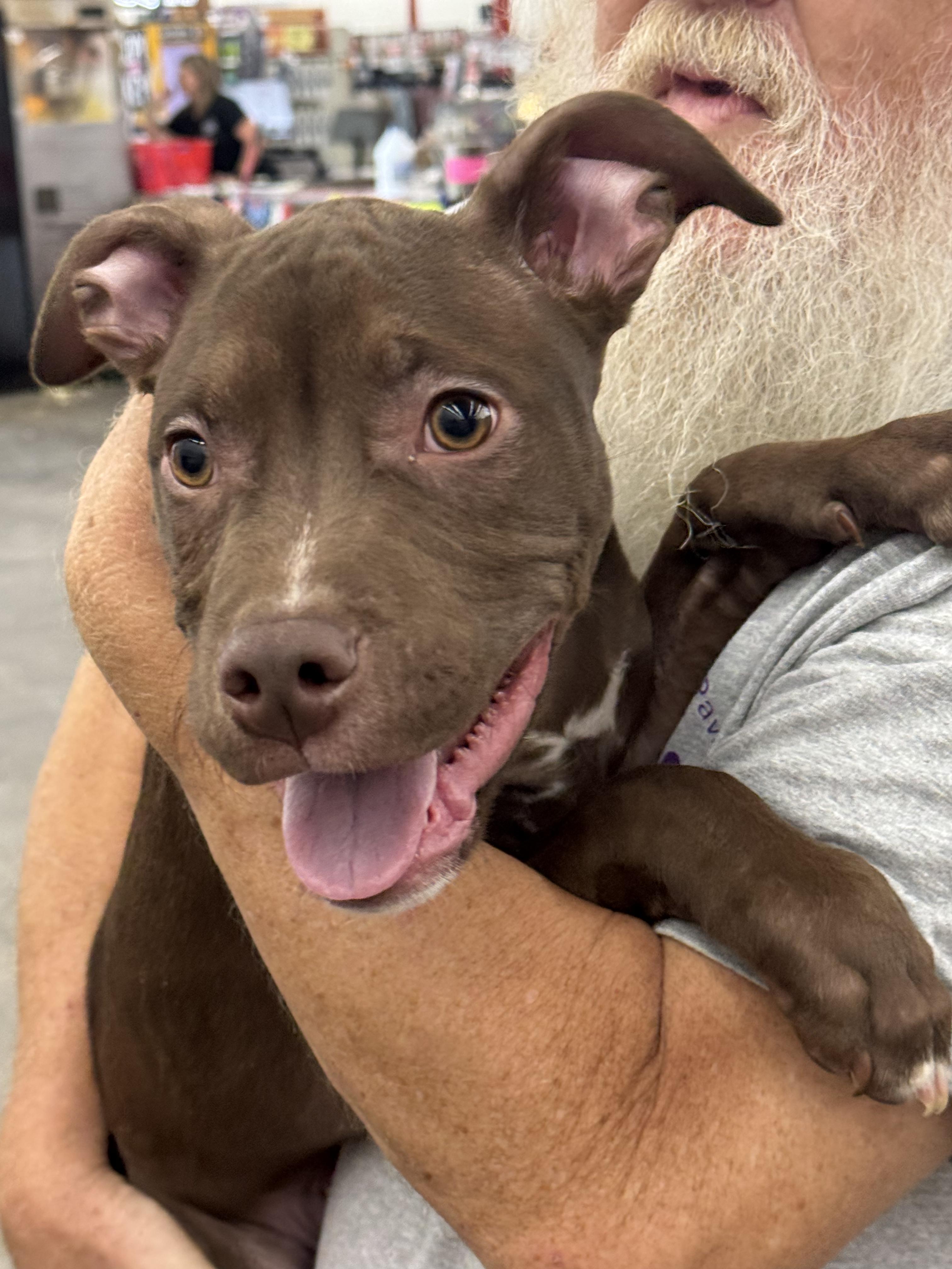 Colby, Adoptable, Young Male Pit Bull Terrier & Labrador Retriever.
