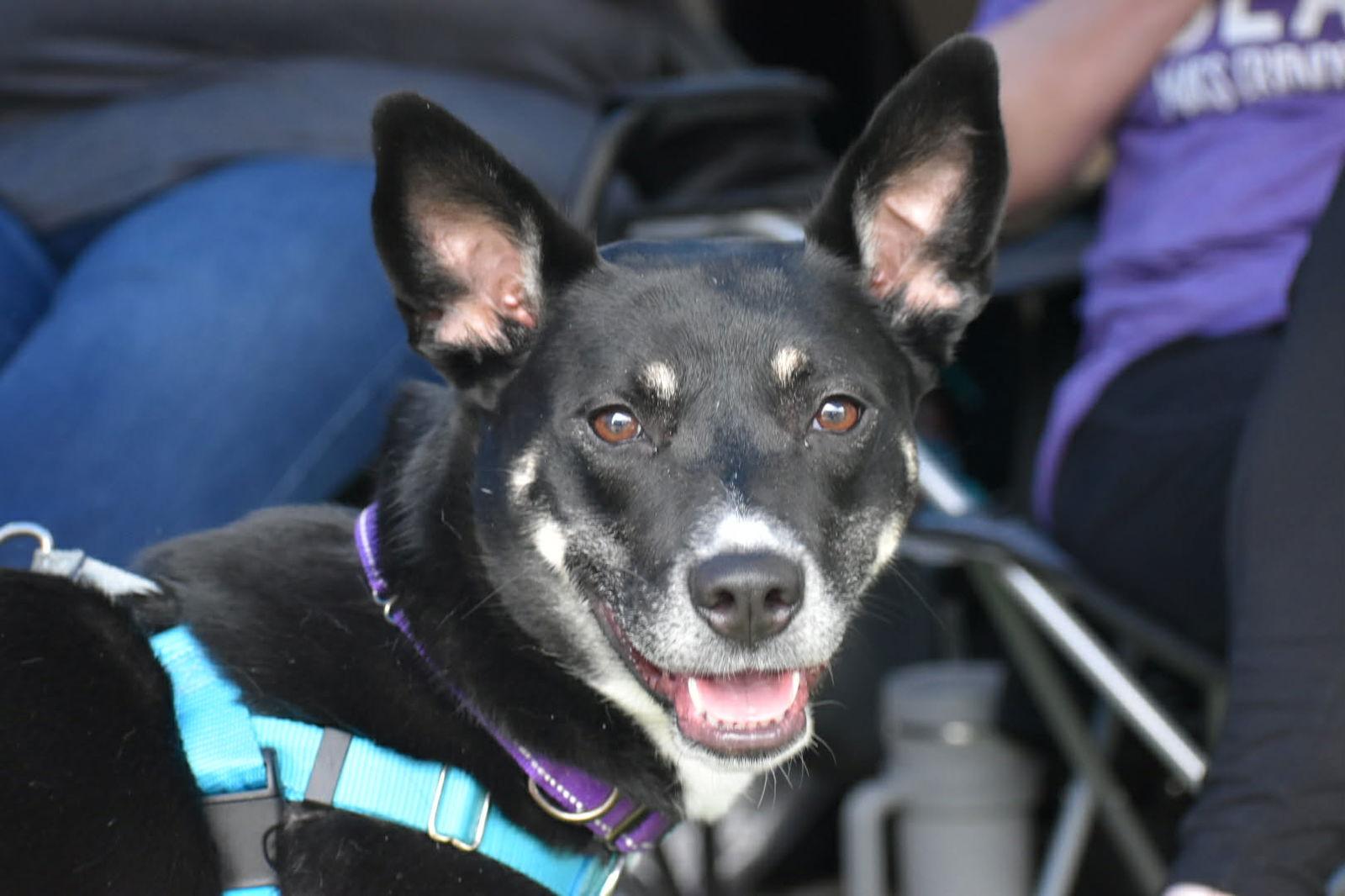 Autumn, Adoptable, Adult Female Cattle Dog & Border Collie.