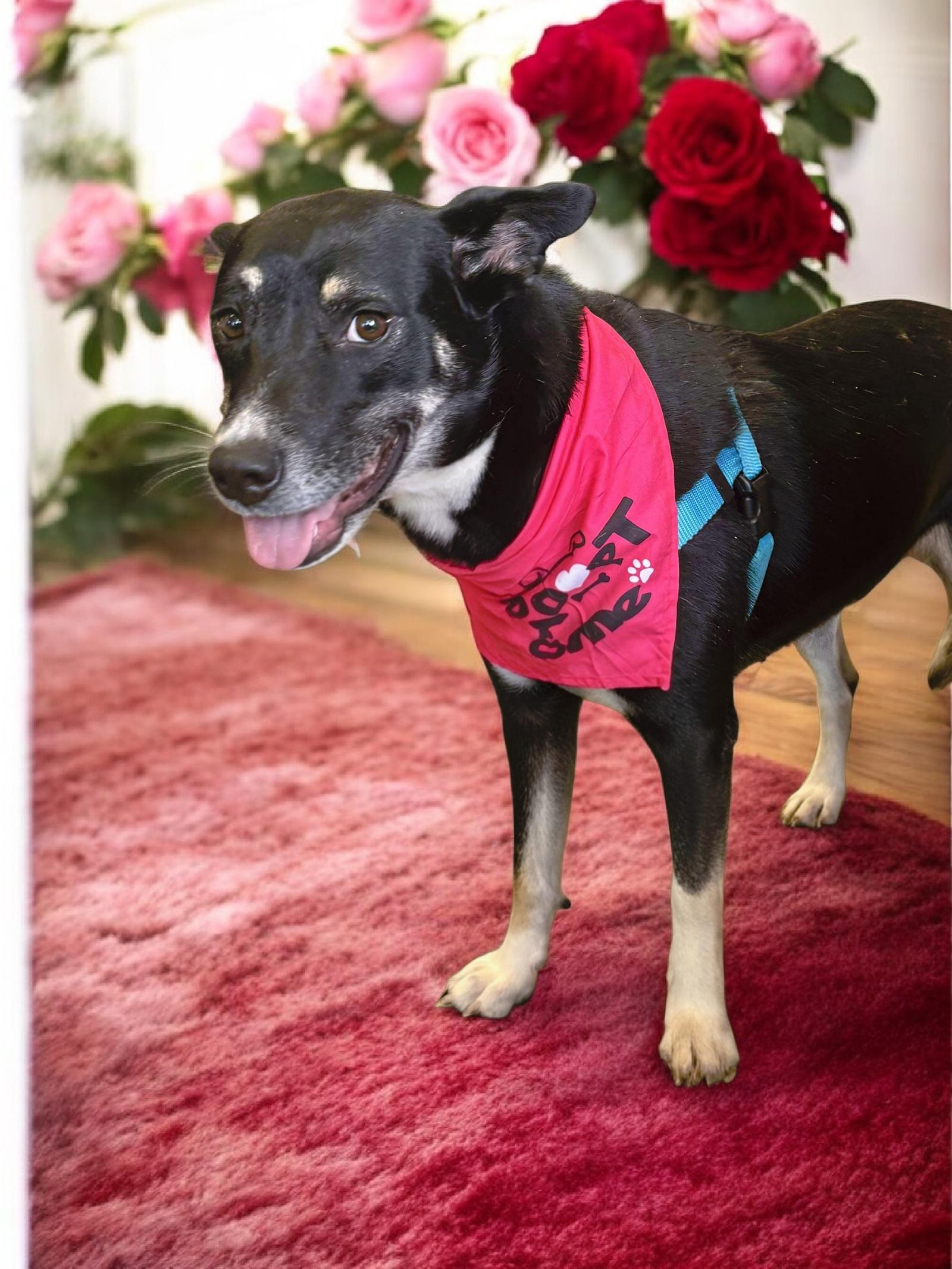 Autumn, a Adoptable mixed breed in Auburn, GA image 1/3