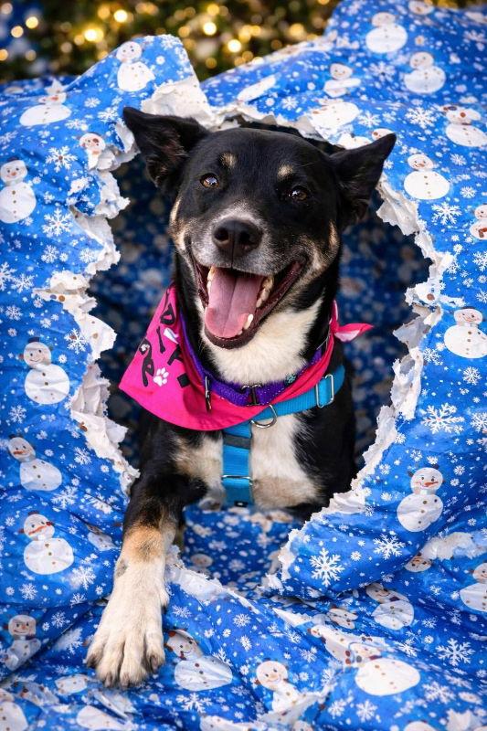 Autumn, a Adoptable mixed breed in Auburn, GA image 2/3