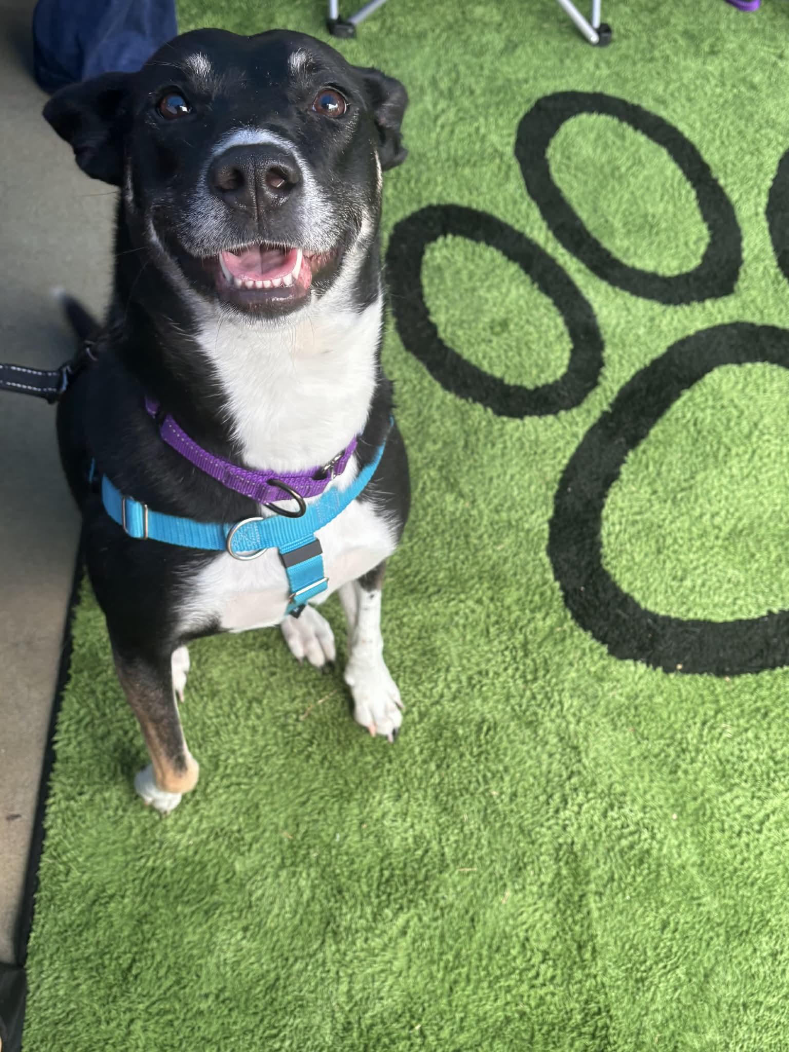 Enlarge Autumn, a Adoptable mixed breed in Auburn, GA image 2/3