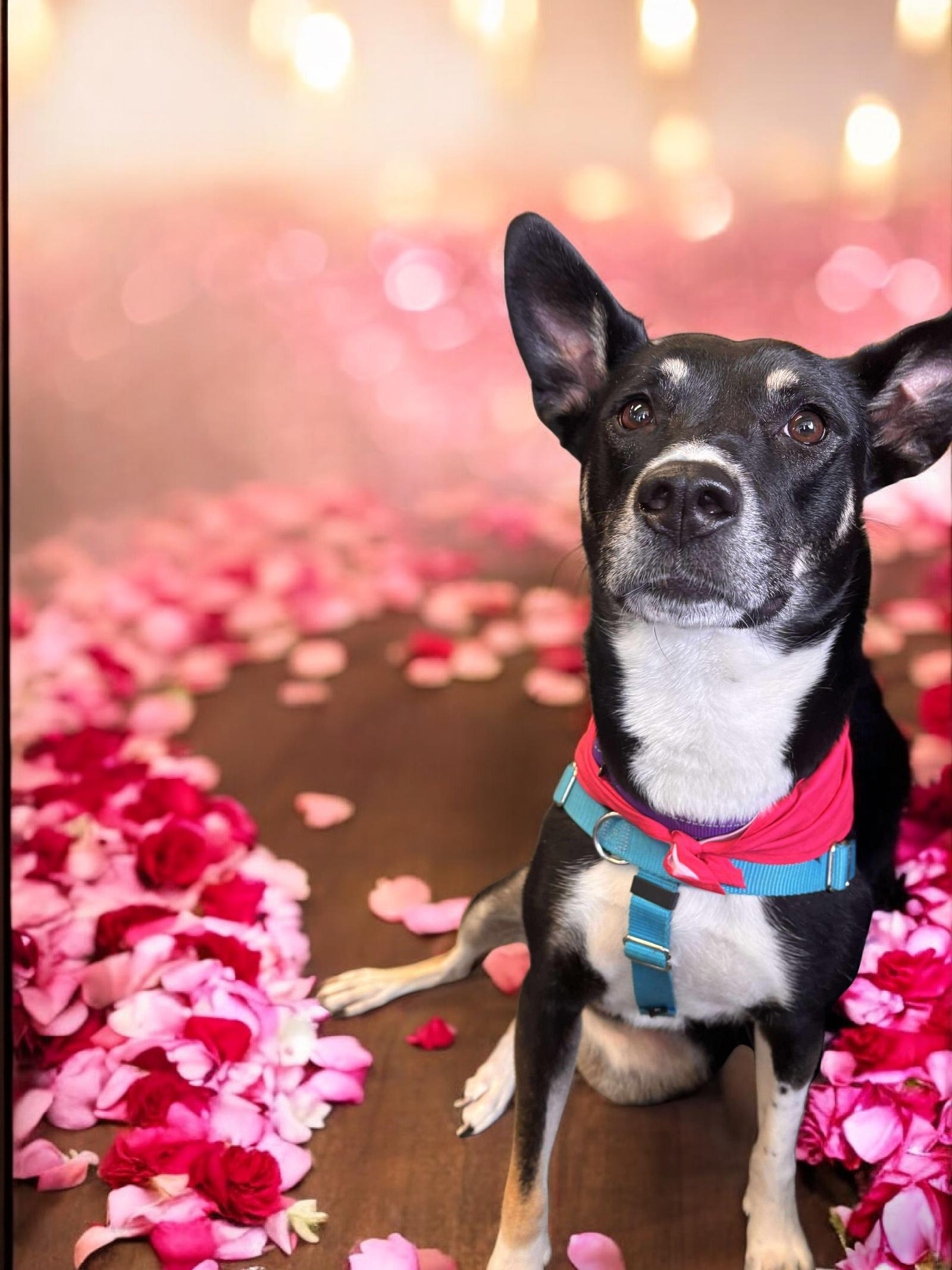 Autumn, a Adoptable mixed breed in Auburn, GA image 3/3