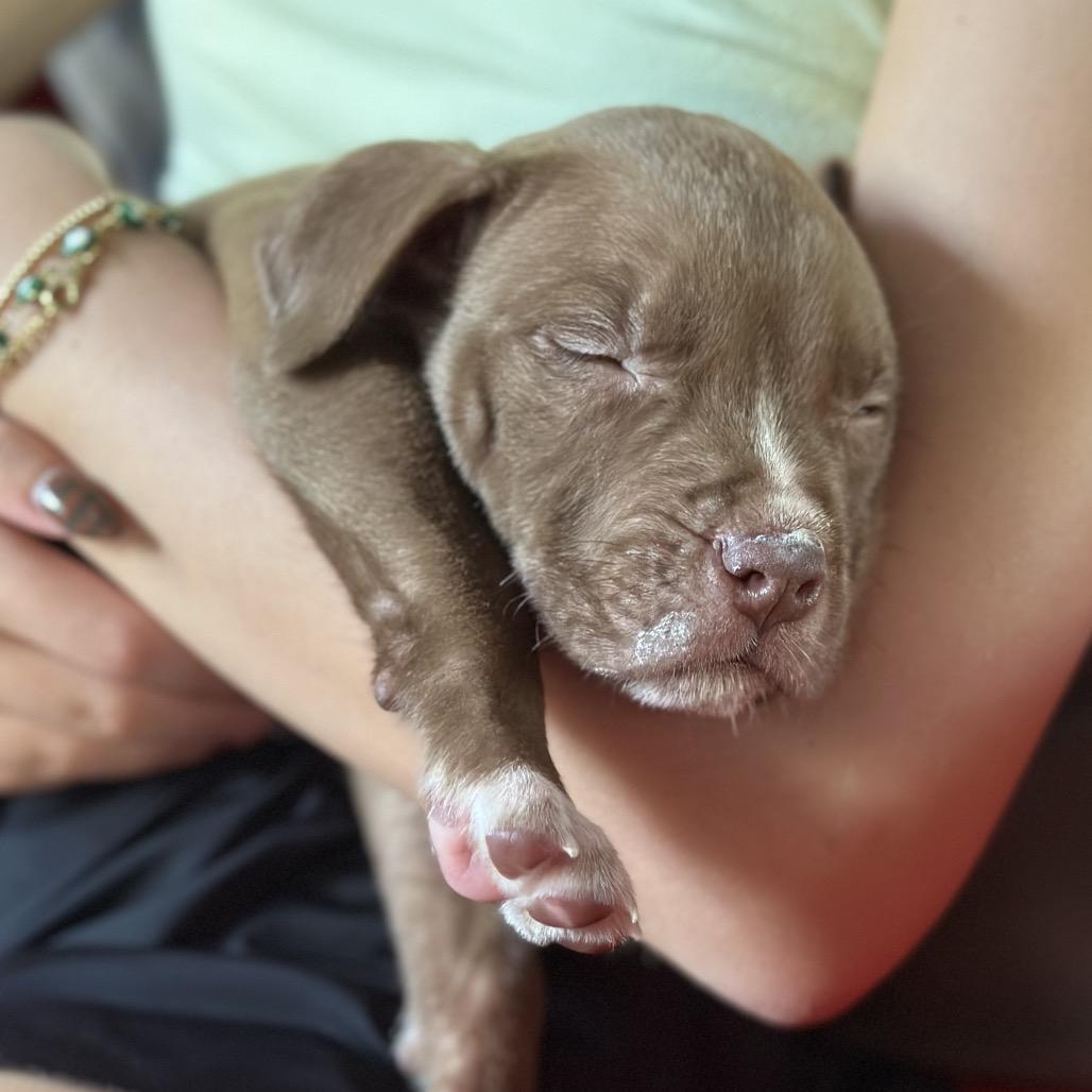 Brutus photo