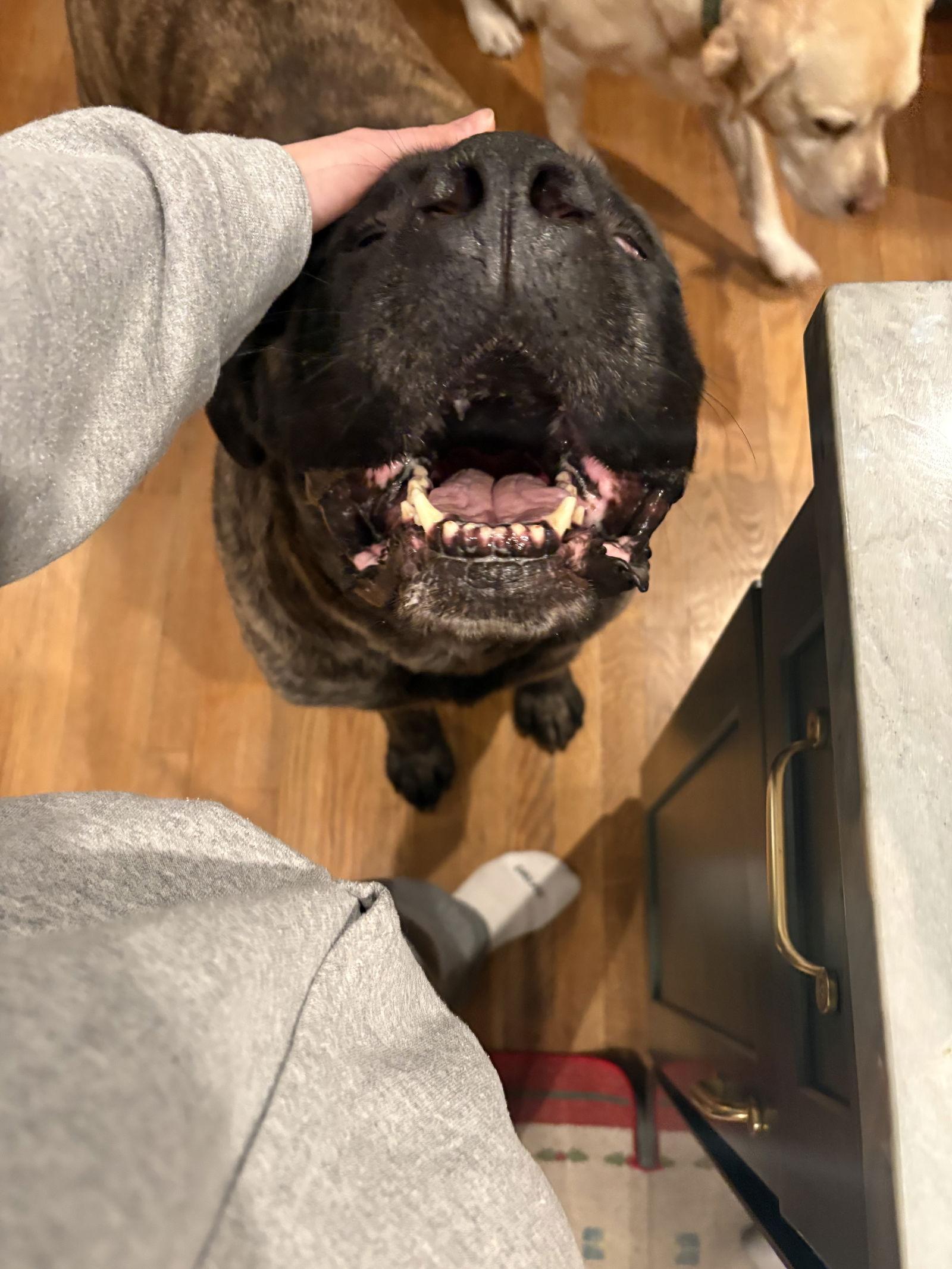 Enlarge June, a Adopted Mastiff in Chambersburg, PA image 1/3