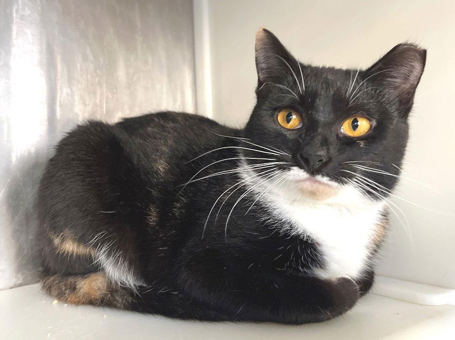 Hina, a Adopted Tortoiseshell in Carrollton, GA image 1/3