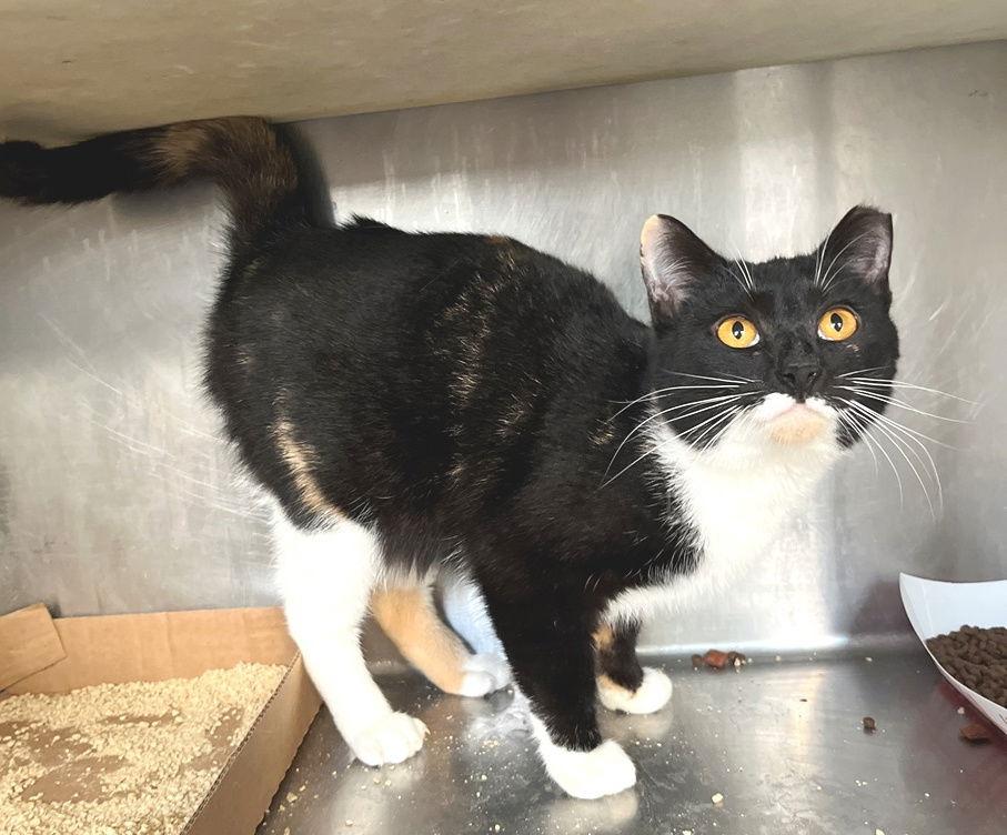 Hina, a Adopted Tortoiseshell in Carrollton, GA image 2/3