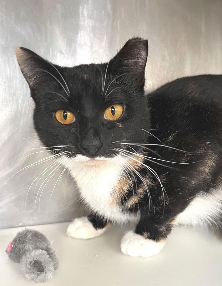 Hina, a Adopted Tortoiseshell in Carrollton, GA image 3/3