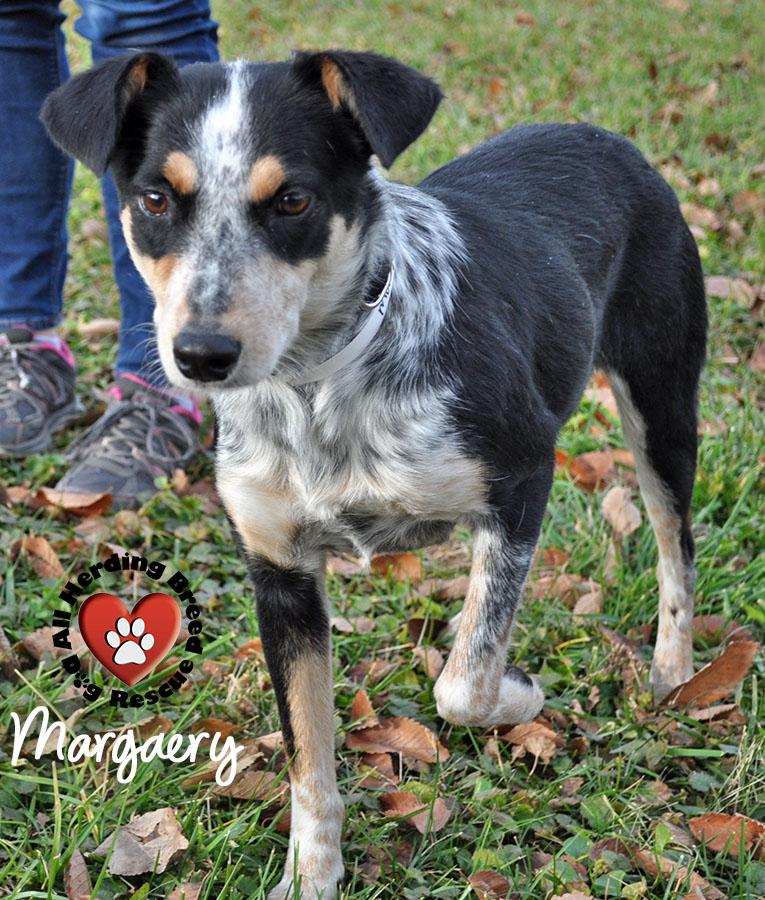 Margeray, a Adoptable mixed breed in Joliet, IL image 1/3
