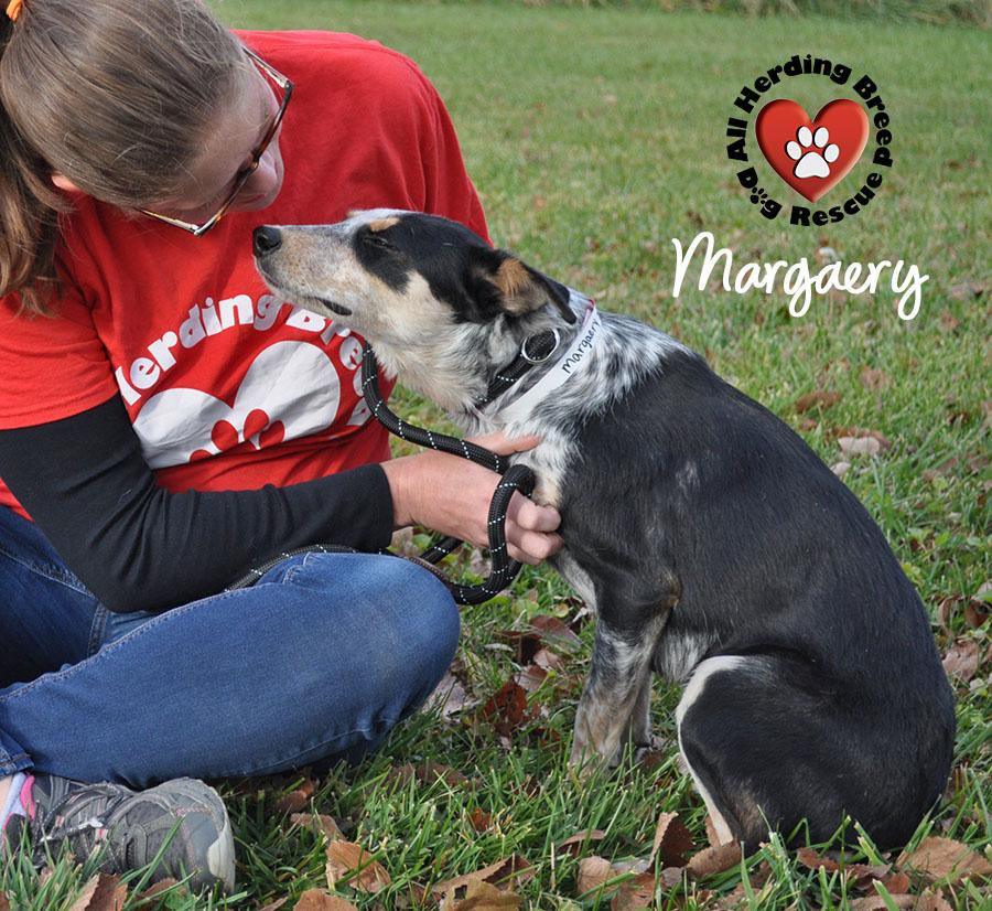 Margeray, a Adoptable mixed breed in Joliet, IL image 2/3